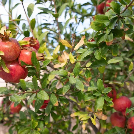 Bird Nest-santorini Cave Tatil Evi Fira (Santorini)