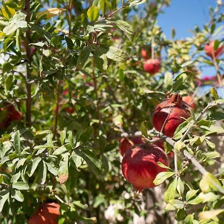 Bird Nest-santorini Cave * Fira (Santorini)