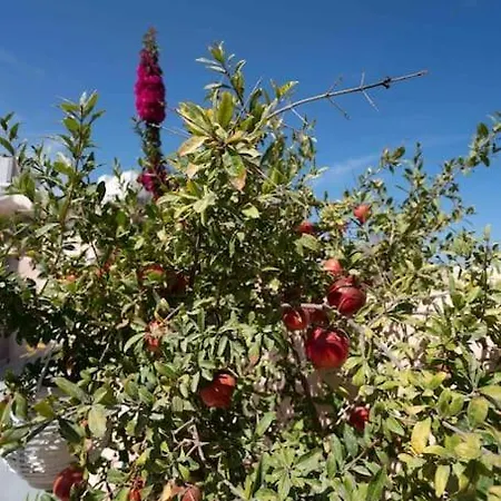 Tatil Evi Bird Nest-santorini Cave