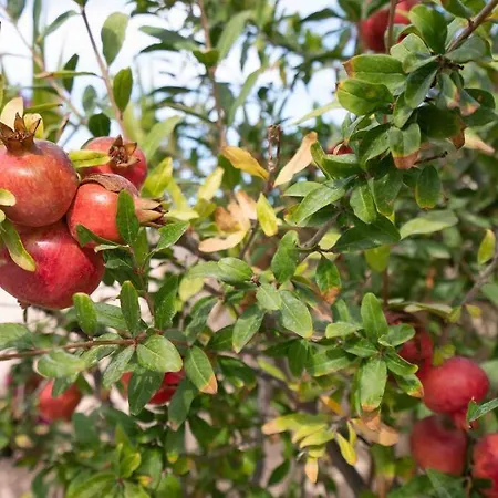 Bird Nest-santorini Cave * Fira (Santorini)