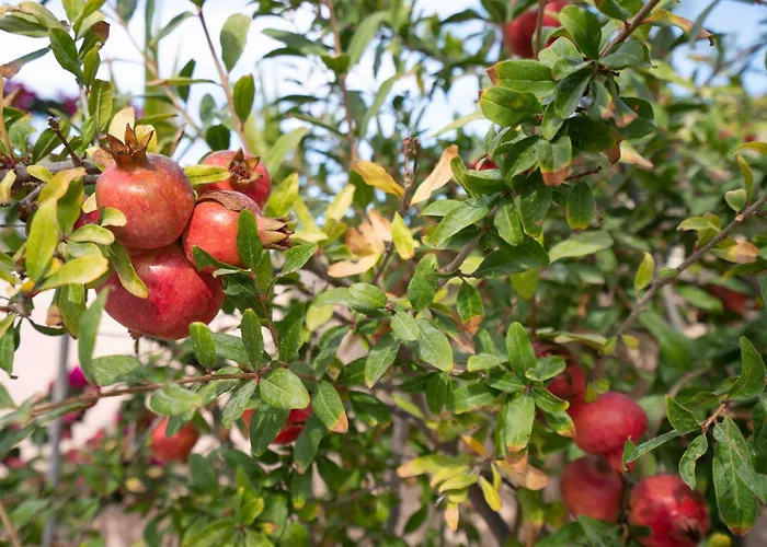 Bird Nest-santorini Cave بيت للعطل ثيرا