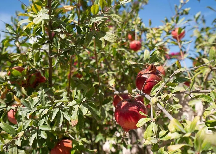 Bird Nest-santorini Cave * ثيرا